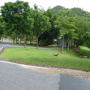 Road in the cat complex, June 2013.