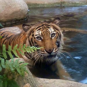 Indochinese tiger, June 2013.