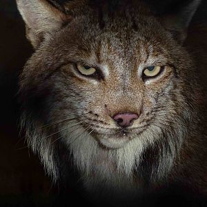 Canadian lynx, June 2013.