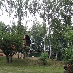 Black-and-white colobus