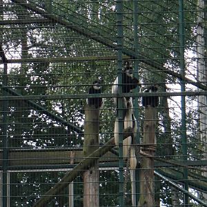 Black-and-white colobus