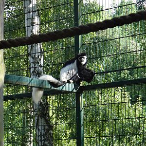 Black-and-white colobus