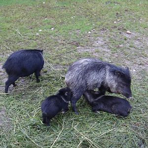 Collared peccary