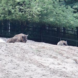 European Bison