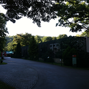 Caracal, Serval, Persian Leopard