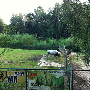 Hungarian Grey Cattle