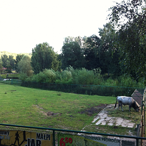 Hungarian Grey Cattle