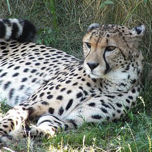 Cheetah, Tierwelt Herberstein