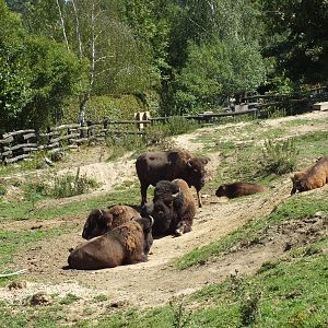 American bisons, Tierwelt Herberstein