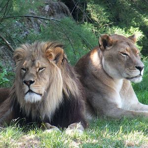 Lions, Tierwelt Herberstein