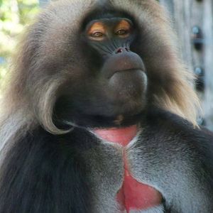 Gelada, Tierwelt Herberstein