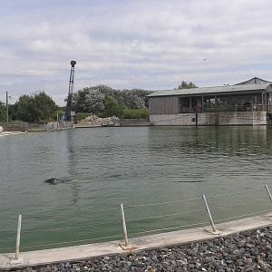 Harbor seal-enclosure