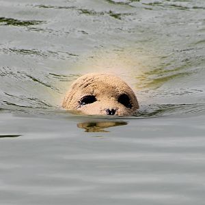 Harbor seal