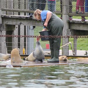 Harbor seal feeding-show