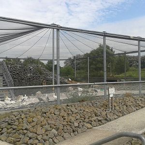 Aviary Northern gannets, commorants and ducks