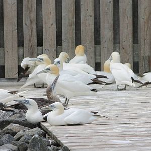 Part of the Gannet-colony
