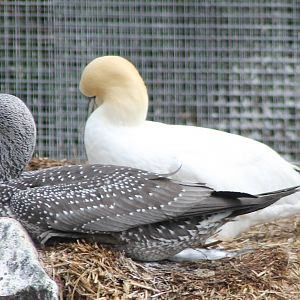 Gannets young and old