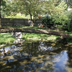 Chinese Alligator exhibit