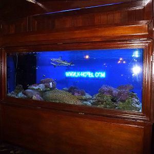 Shark tank, June 2013.