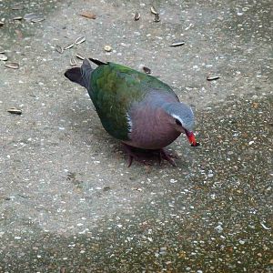 Emerald dove, June 2013.