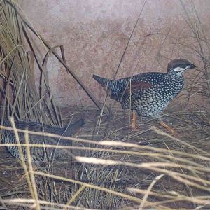 Chinese francolins, June 2013.