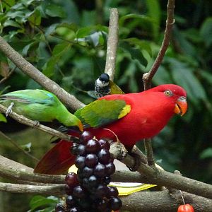 Feeding station, June 2013.