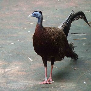 Great argus, June 2013.