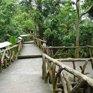 Canopy walkway, June 2013.
