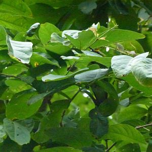 Golden-fronted leafbird, June 2013.
