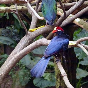 Violet turaco, June 2013.