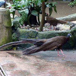 Pheasants :), June 2013.