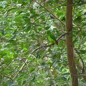 Blue-crowned hanging parrot, June 2013.
