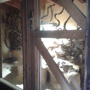 Indoor-enclosure Yellow mongooses