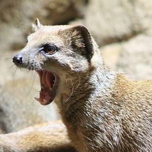 Yellow mongoose