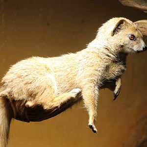Yellow mongoose