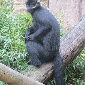 francois langur 020313