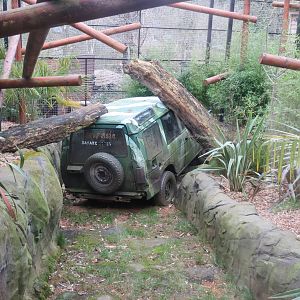 pileated gibbon enclosure 020313