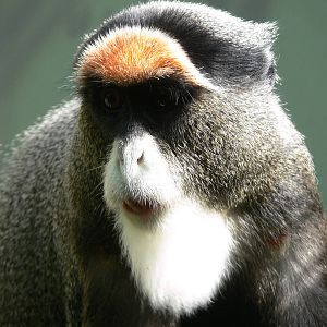 De Brazza's Guenon at Blackpool Zoo, 18/08/13