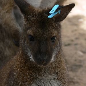 Bennett's Wallaby at Blackpool Zoo, 18/08/13