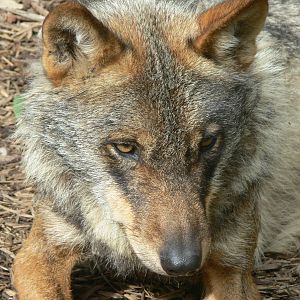 Iberian Wolf at Blackpool Zoo, 18/08/13