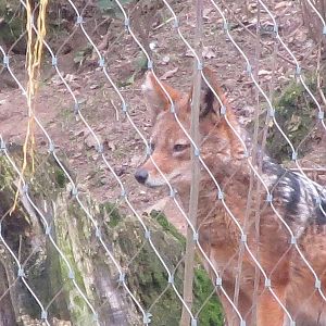 black-backed jackal 020313