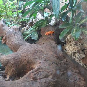 golden mantella 020313