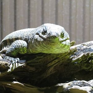 african plated lizard 020313