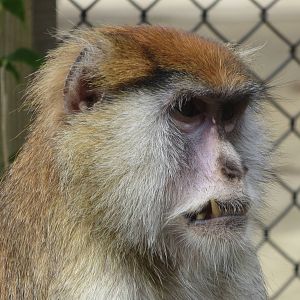 patas monkey 020313