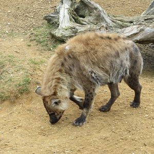 spotted hyena 020313