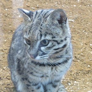 geoffroys cat 020313