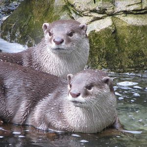 smooth-coated otters 020313