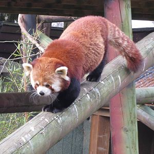 red panda 020313