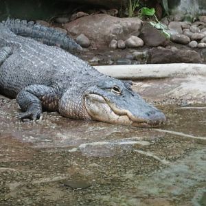 american alligator 120813