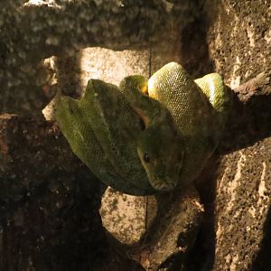 green tree python 120813